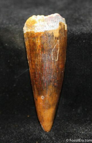 Inch Spinosaurus Tooth - Perfect Enamel #1310
